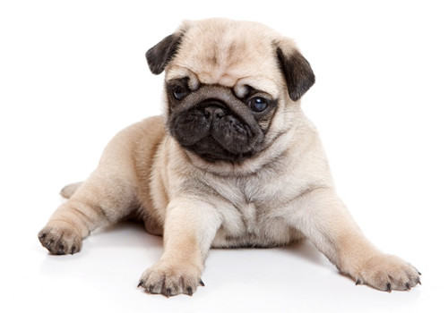 不要给狗狗吃包子和饺子