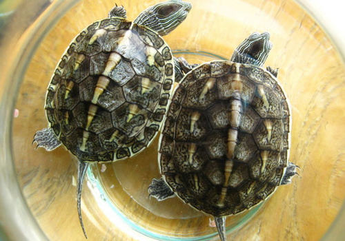 家庭饲养中华花龟的注意事项