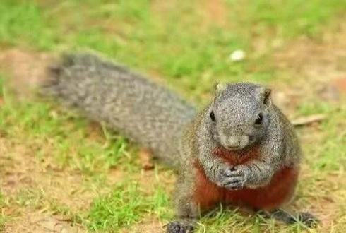 怎么训练松鼠不咬人？