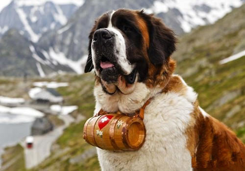 挂着酒桶的瑞士国宝——圣伯纳犬