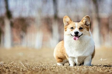 柯基犬挑食不吃狗粮怎么办？