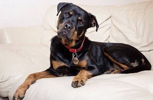 这都是误会？罗威纳犬被你们误解了这么多年？