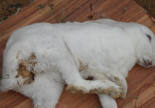 哪些方法有助于兔子的消化及肠道疾病