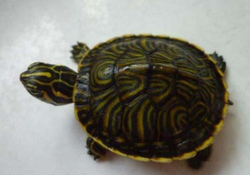 如何处理宠物龟咬伤造成的断尾