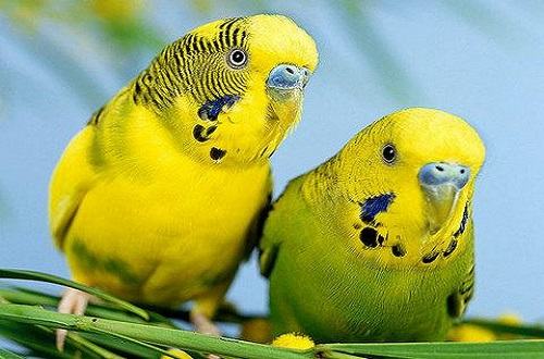 虎皮鹦鹉怎么养？虎皮鹦鹉饲养