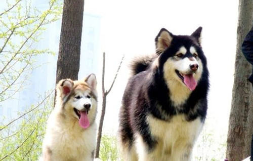 带狗狗出门做运动的注意事项