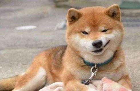 柴犬喜欢咬人怎么办？