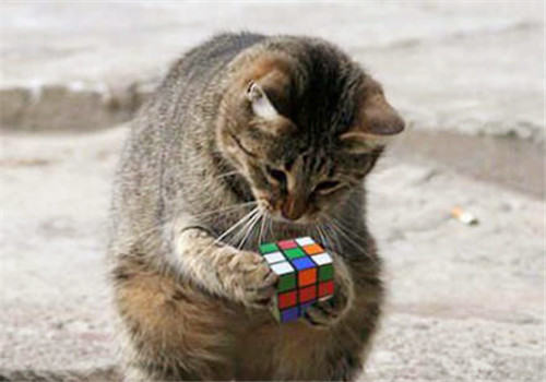 【测试】自家猫咪的智商有多高？