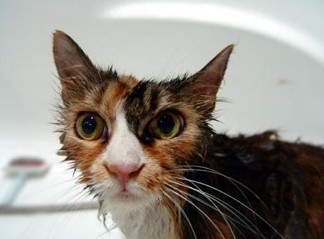 给猫咪洗澡的小常识