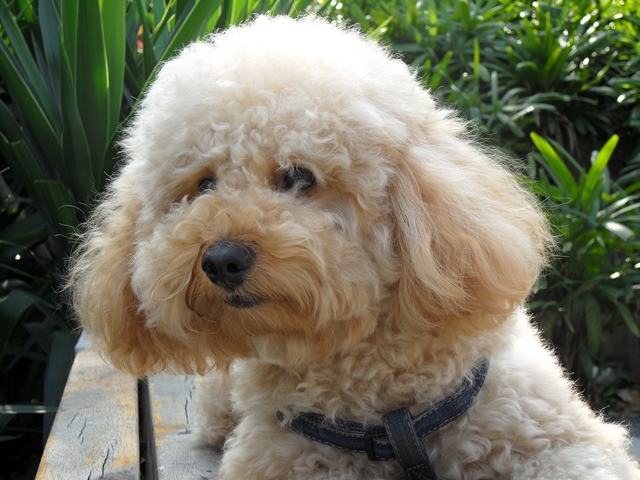 给贵宾犬剪毛的小技巧