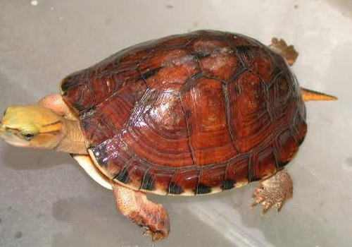宠物龟夏季注意事项 宠物龟夏季注意事项