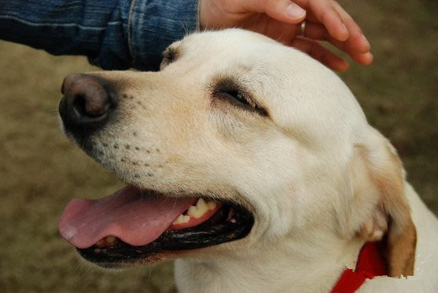 看懂爱犬示好语言，交流不再有误会