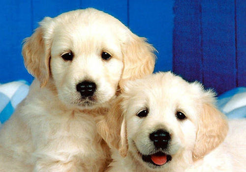 如何处理狗狗感冒