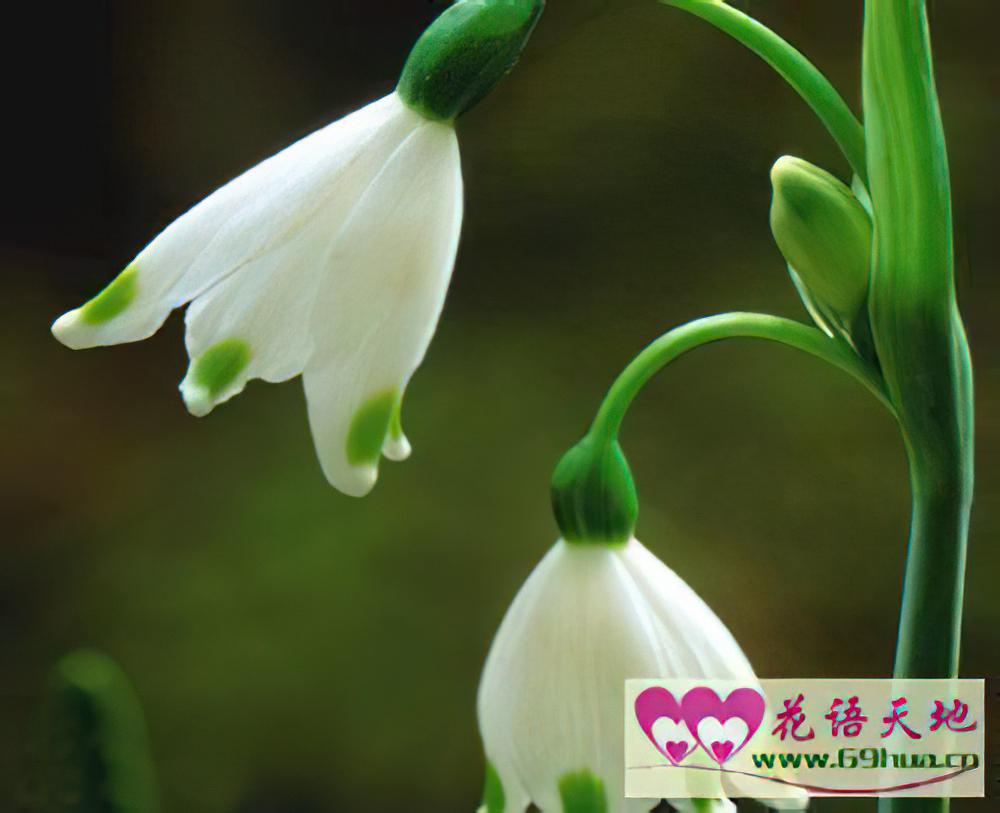 雪滴花的花语：勇往直前的力量