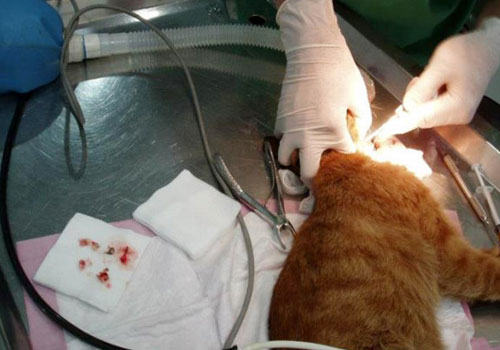 浅谈猫咪的口腔溃疡