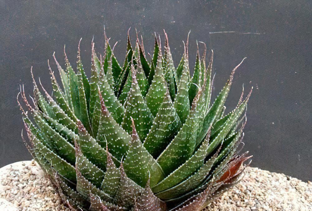 波路Gasteraloe beguinii