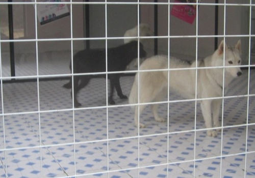 狗狗寄养须知有哪些 狗狗寄养须知有哪些