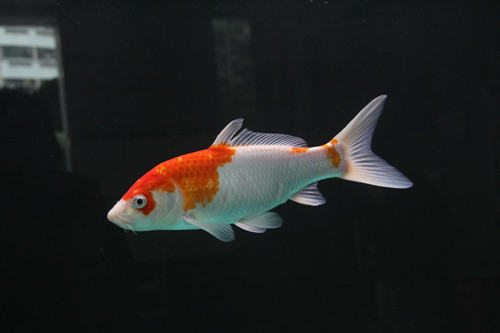 锦鲤生长发育的特点