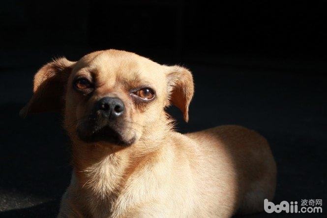 狗狗眼睛怎么护理 狗狗眼睛护理方法 狗狗眼睛怎么护理 狗狗眼睛护理方法