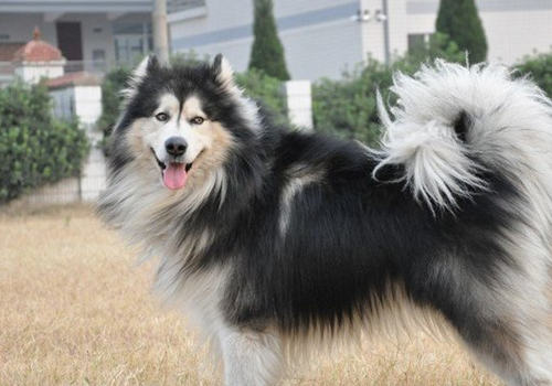 阿拉斯加与狼的区别 阿拉斯加与狼的区别