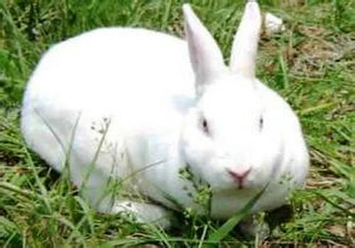 兔子的十种身体语言