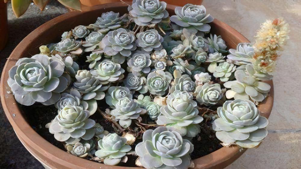 子持年华