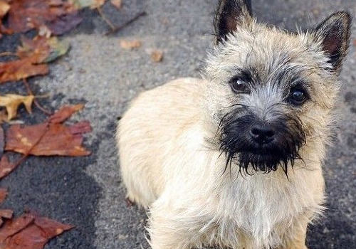 如何为狗狗挑选“厕所”