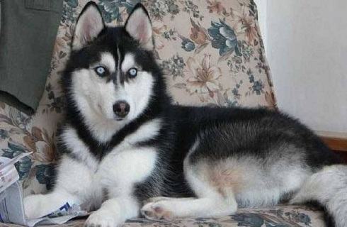 养哈士奇不能做的事，你是不是都做了？