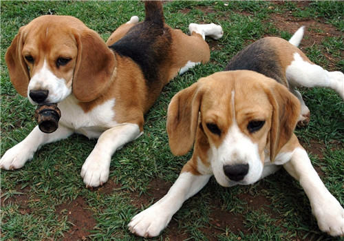 犬肥胖症的诊断要点