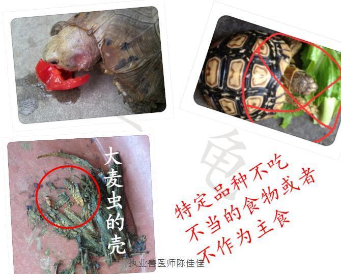 你知道什么情况下会导致龟肠胃炎吗? 你知道什么情况下会导致龟肠胃炎吗?