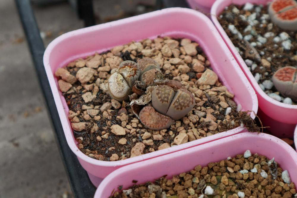 生石花皱了怎么办