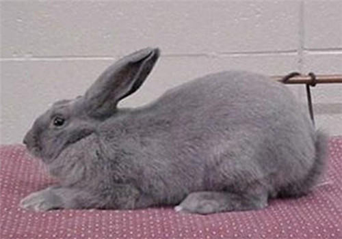 比华伦兔的环境布置要点