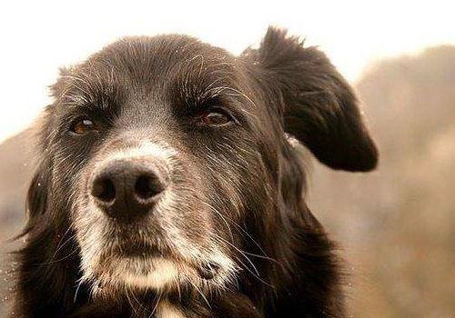 护理老年狗狗的注意事项都有哪些?