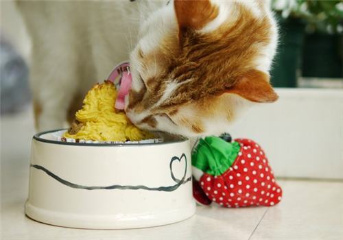 猫咪健康过冬小窍门 猫咪健康过冬小窍门