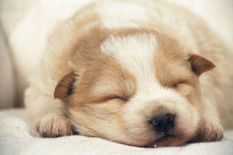 什么环境能让狗狗有良好的睡眠