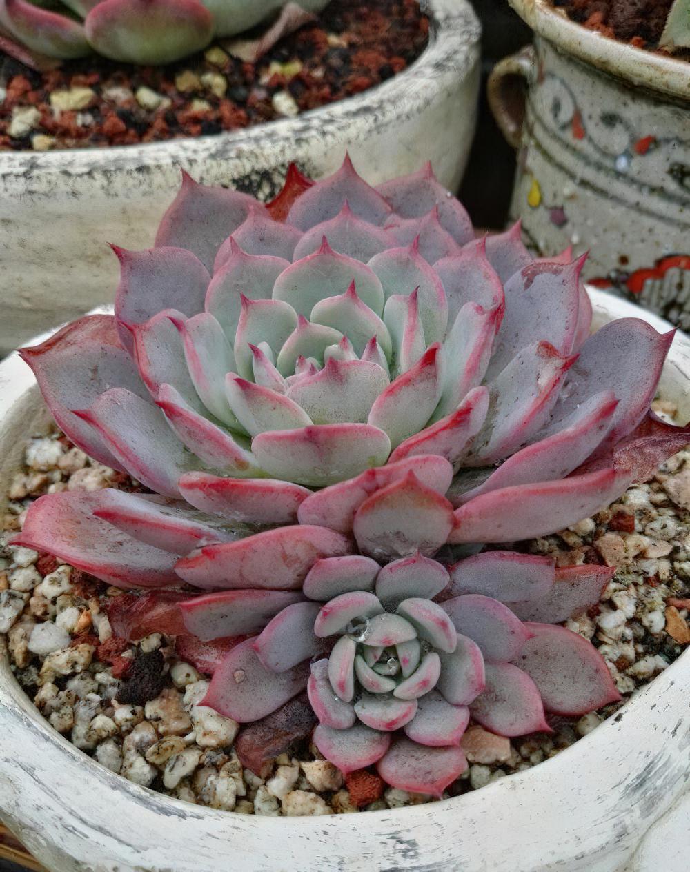 秋天已经过半 ，现在这时节来秀秀我的肉肉该不讨恨了吧？