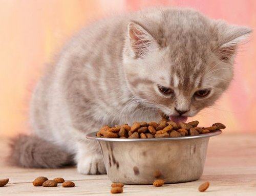 给猫咪驱虫多久一次？有哪些雷区要避开？