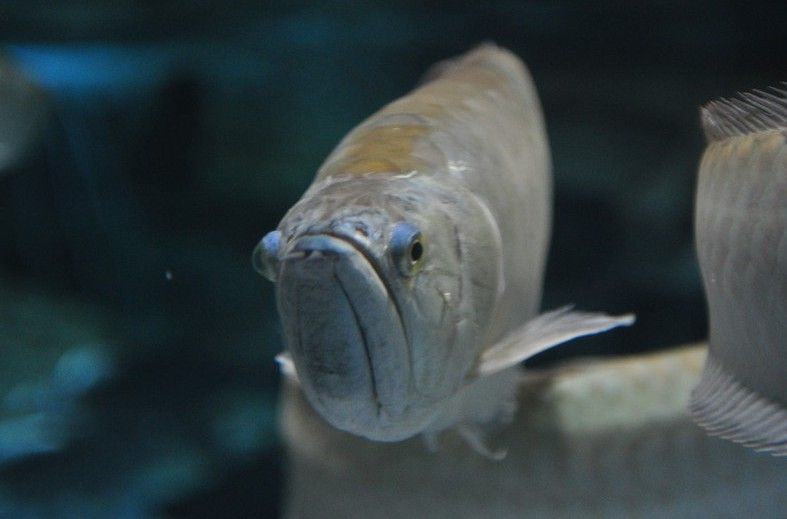 银龙鱼和小型鱼混养注意事项