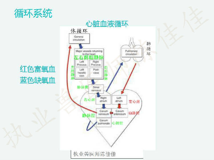 龟的消化系统、循环系统、淋巴系统介绍