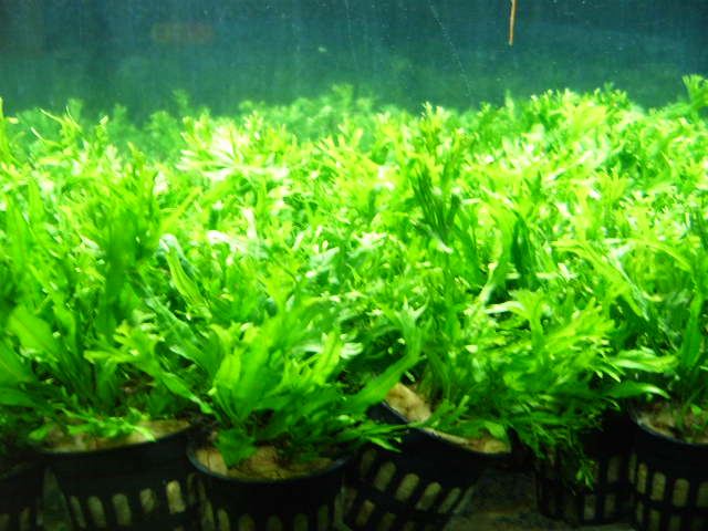 水草灯色温知识简介