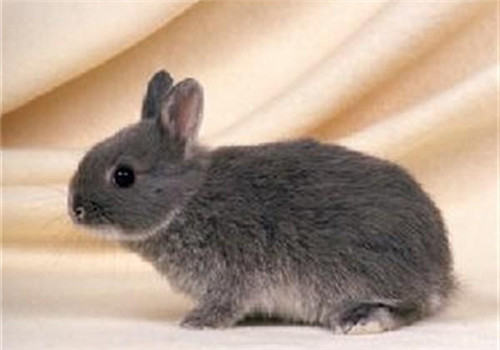 为兔兔挑选垫料的注意事项