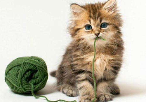 猫咪胃不舒服怎么办？