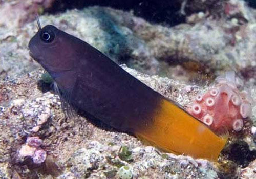 鳚科海水鱼饲养方法