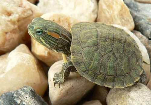 巴西龟怕人怎么办 巴西龟怕人怎么办