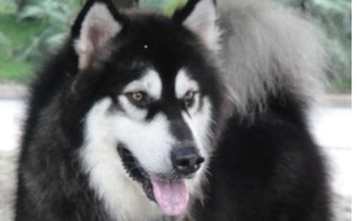 阿拉斯加犬与哈士奇的鉴别