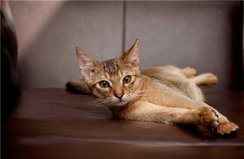 纯种的阿比西尼亚猫多少钱？阿比西尼亚猫价格