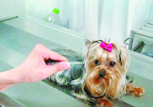 防止狗狗丢失有何要点