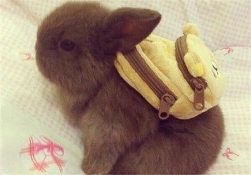 新生小兔子如何照顾