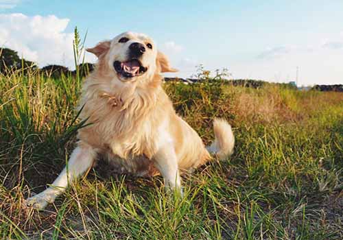 金毛价格大盘点？金毛多少钱一只