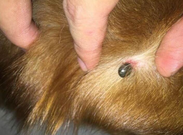 超可信好不好？狗狗驱虫不走弯路